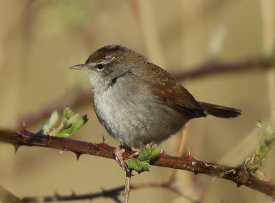 Cetti's Warbler - Cettia cetti (Cetti's Zanger)