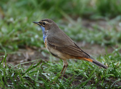 Bluethroat - Luscinia svecica (Blauwborst)