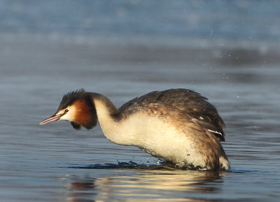 Great Crested Grebe - Podiceps cristatus (Fuut)