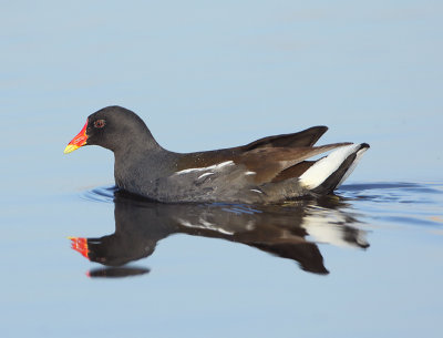 Common Moorhen - Gallinula chloropus (Waterhoen)