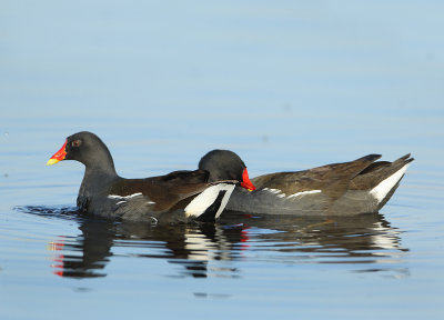Common Moorhen - Gallinula chloropus (Waterhoen)