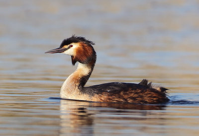 Great Crested Grebe - Podiceps cristatus (Fuut)