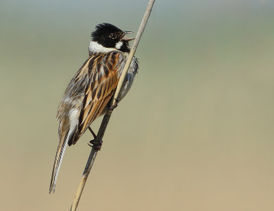Reed Bunting - Emberiza schoeniclus (Rietgors)