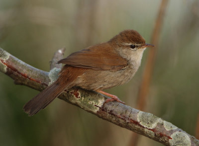 Cetti's Warbler - Cettia cetti (Cetti's Zanger)