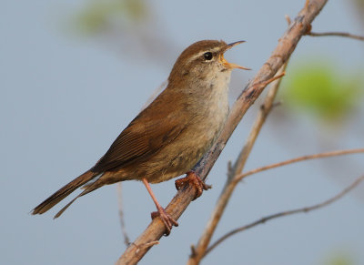 Cetti's Warbler - Cettia cetti (Cetti's Zanger)