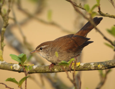 Cetti's Warbler - Cettia cetti (Cetti's Zanger)