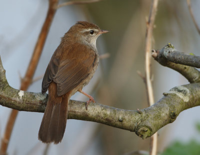 Cetti's Warbler - Cettia cetti (Cetti's Zanger)