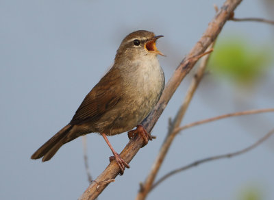 Cetti's Warbler - Cettia cetti (Cetti's Zanger)