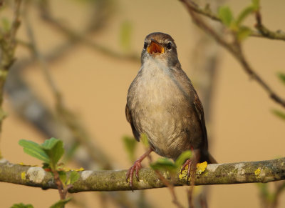 Cetti's Warbler - Cettia cetti (Cetti's Zanger)
