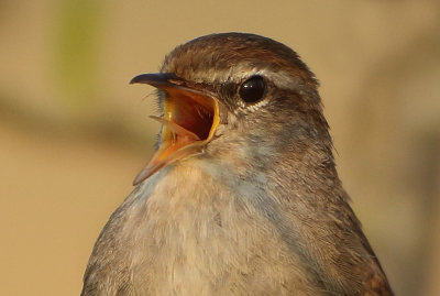 Cetti's Warbler - Cettia cetti (Cetti's Zanger)