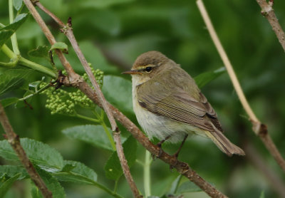 Northern Chiffchaff - Phylloscopus collybita (Tjiftjaf)