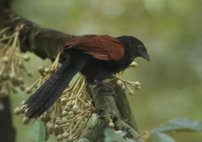 Greater Coucal - Centropus sinensis