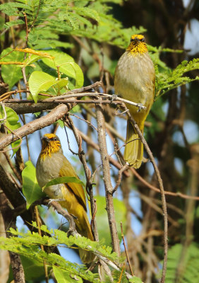 Stripe-throated Bulbul - Pycnonotus finlaysoni