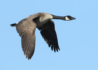 Canada Goose - Branta canadensis (Grote Canadese Gans)