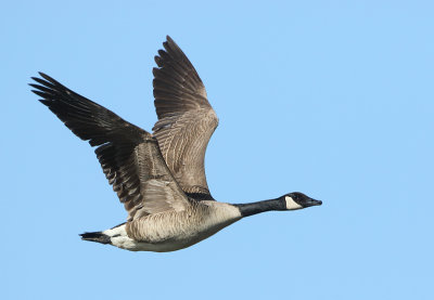 Canada Goose - Branta canadensis (Grote Canadese Gans)