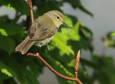 Northern Chiffchaff - Phylloscopus collybita (Tjiftjaf)