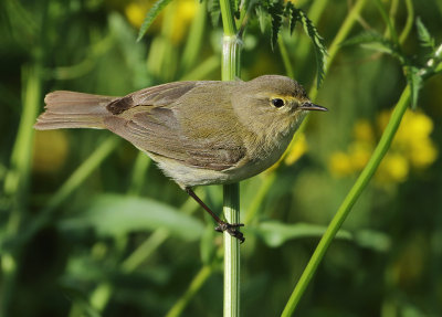 Northern Chiffchaff - Phylloscopus collybita (Tjiftjaf)