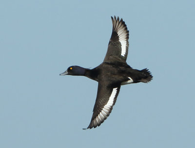 Tufted Duck - Aythya fuligula (Kuifeend)
