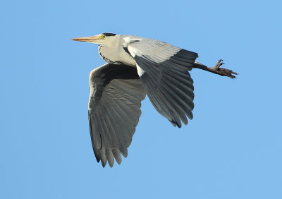 Grey Heron - Ardea cinerea (Blauwe Reiger)