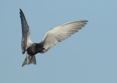 Black Tern - Chlidonias niger (Zwarte Stern)