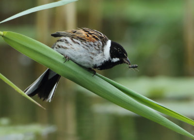 Reed Bunting - Emberiza schoeniclus (Rietgors)
