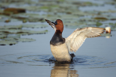 Common Pochard - Aythya ferina (Tafeleend)