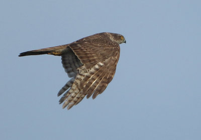 Eurasian Sparrowhawk - Accipiter nisus (Sperwer)