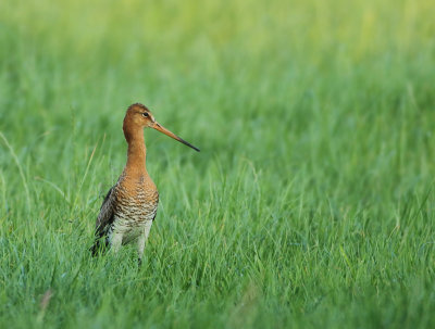 Black-tailed Godwit - Limosa limosa (Grutto)