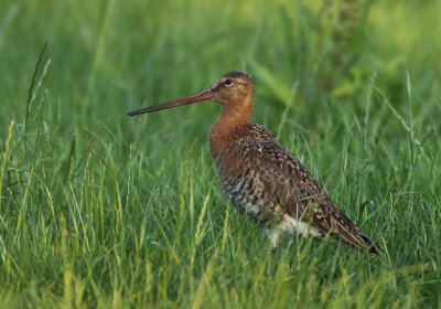 Black-tailed Godwit - Limosa limosa (Grutto)