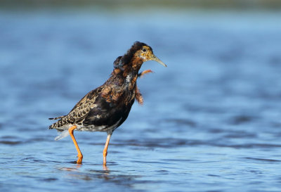Ruff - Philomachus pugnax (Kemphaan)