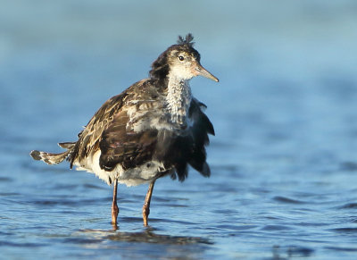 Ruff - Philomachus pugnax (Kemphaan)