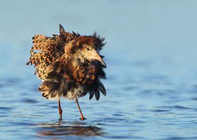 Ruff - Philomachus pugnax (Kemphaan)
