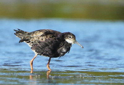 Ruff - Philomachus pugnax (Kemphaan)
