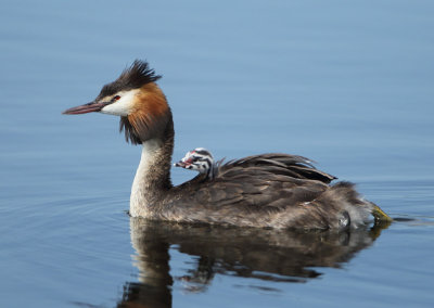Great Crested Grebe - Podiceps cristatus (Fuut)
