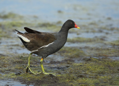 Common Moorhen - Gallinula chloropus (Waterhoen)