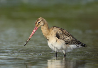 Black-tailed Godwit - Limosa limosa (Grutto)