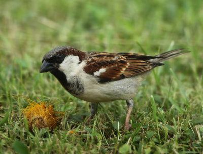 House Sparrow - passer domesticus indicus (Huismus)