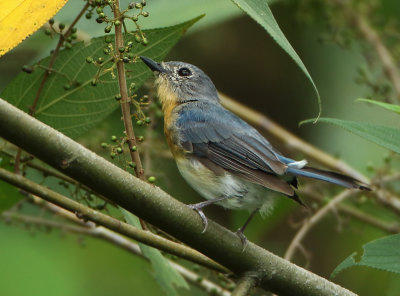 Indochinese Blue Flycatcher - Cyornis sumatrensis