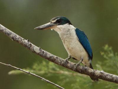 Collared Kingfisher -Todiramphus collaris