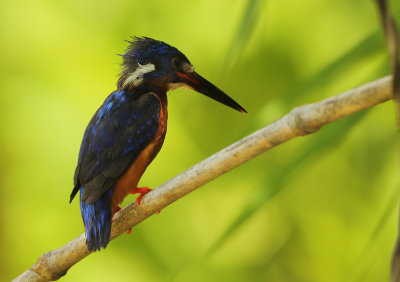 Blue-eared Kingfisher - Alcedo meninting 
