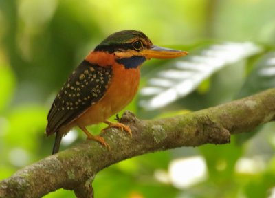 Rufous-collared Kingfisher - Actenoides concretus