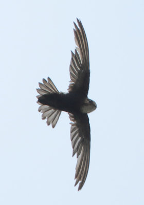 House Swift - Apus nipalensis (Aziatische Huisgierzwaluw)