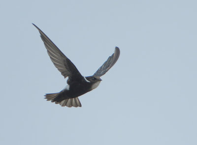 House Swift - Apus nipalensis (Aziatische Huisgierzwaluw)
