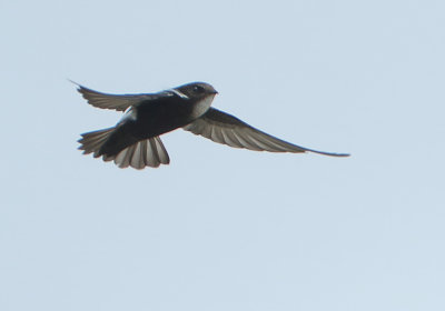 House Swift - Apus nipalensis (Aziatische Huisgierzwaluw)