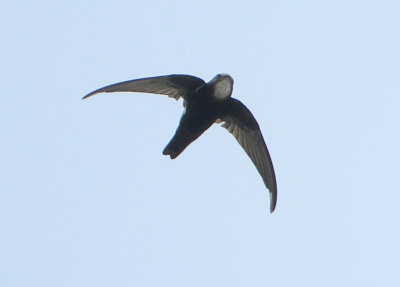 House Swift - Apus nipalensis (Aziatische Huisgierzwaluw)