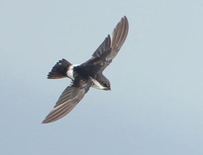 House Swift - Apus nipalensis (Aziatische Huisgierzwaluw)