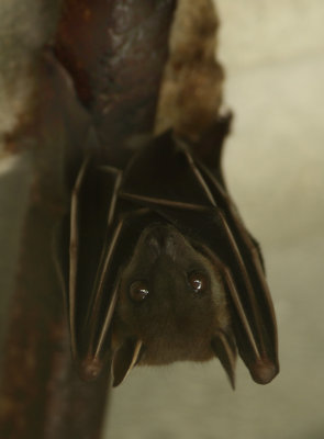 Greater Short-nosed Fruit Bat - Cynopterus sphinx