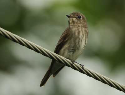 Dark-sided Flycatcher - Muscicapa sibirica