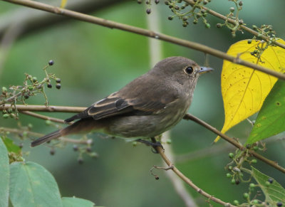 Brown-streaked Flycatcher - Muscicapa wiliamsoni