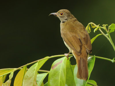 Spectacled Bulbul - Pycnonotus erythropthalmos 